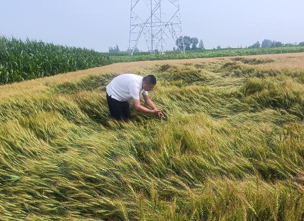 风雨同舟 人保财险巴彦淖尔市分公司快速应对灾害天气